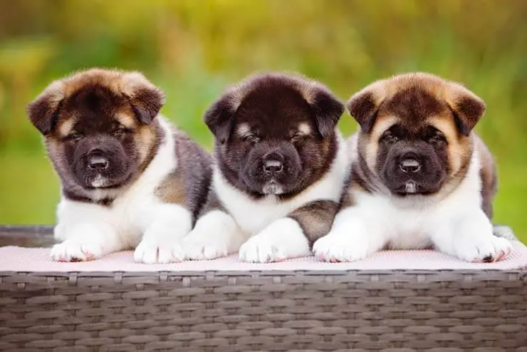 how to choose an akita puppy