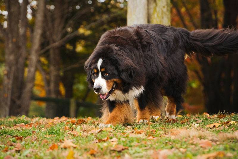The Bernese Mountain Dog is from Bern.