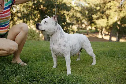 White staffordshire bull terrier