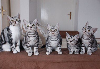 American Shorthair Kittens