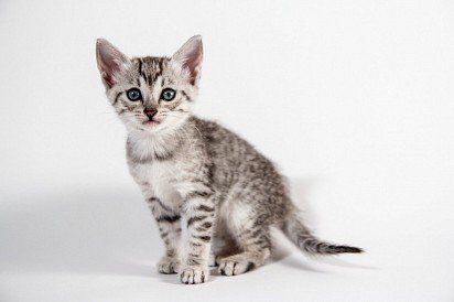 Egyptian mau kitten