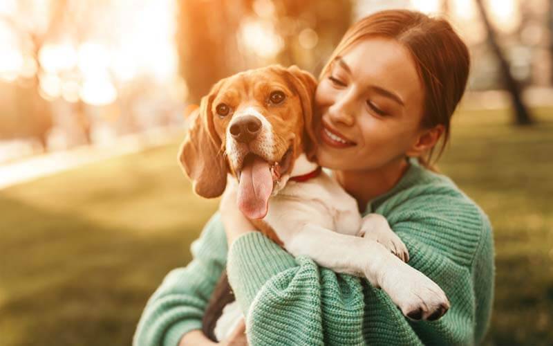 the owner holds the beagle in her arms
