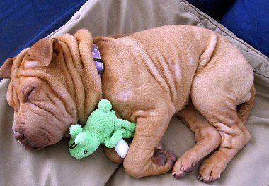 Shar Pei puppy sweet dreams