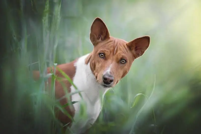 basenji muzzle photo