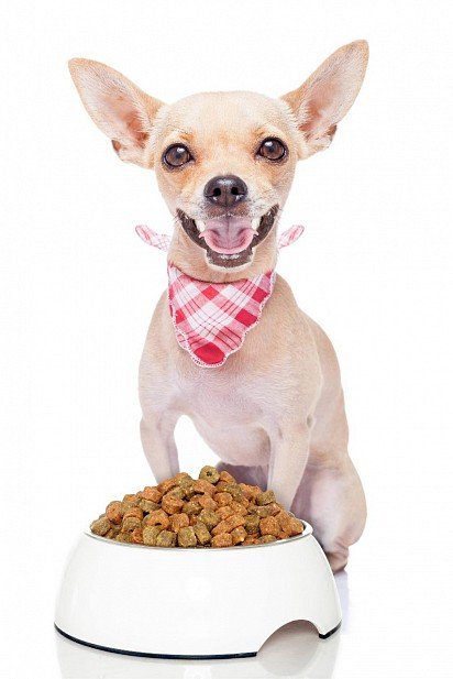 Chihuahua food