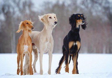 Saluki of different colours