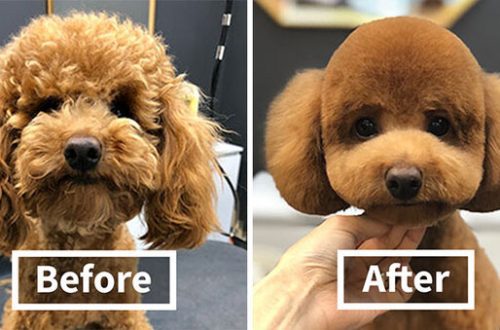 8 dogs before and after a visit to the groomer!