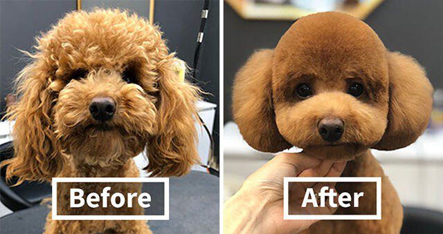 8 dogs before and after a visit to the groomer!
