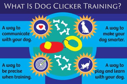 8 Facts About Clicker Dog Training