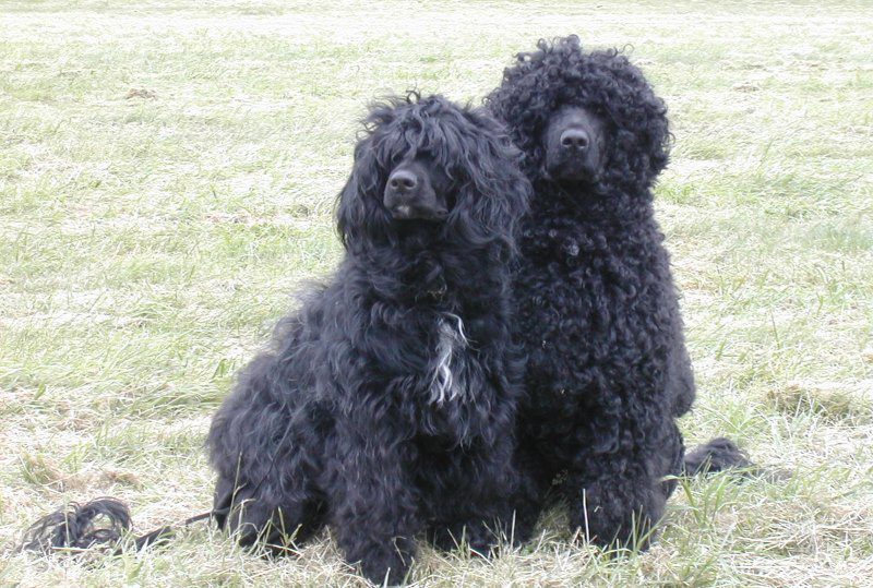 8 Facts About the Portuguese Water Dog