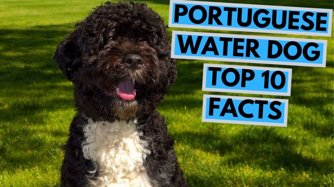8 Facts About the Portuguese Water Dog