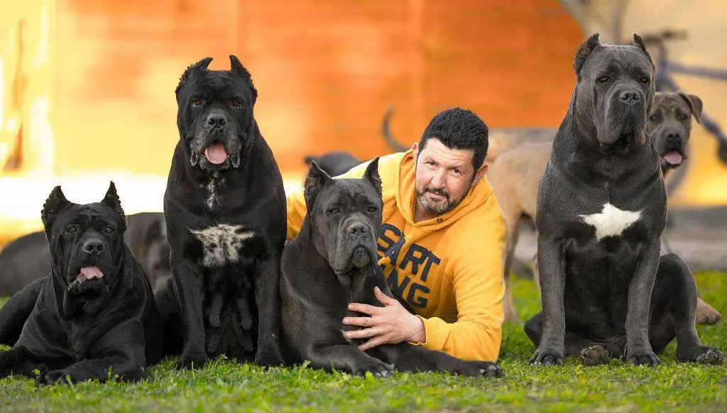 Cane Corso