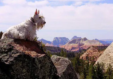 Scottish Terrier