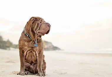 Shar Pei on the beach