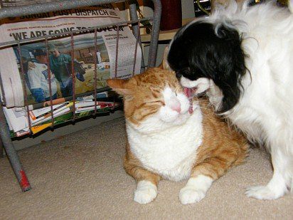 Japanese chin and cat