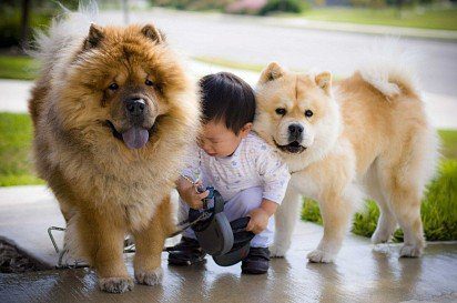 Chow chow with a child