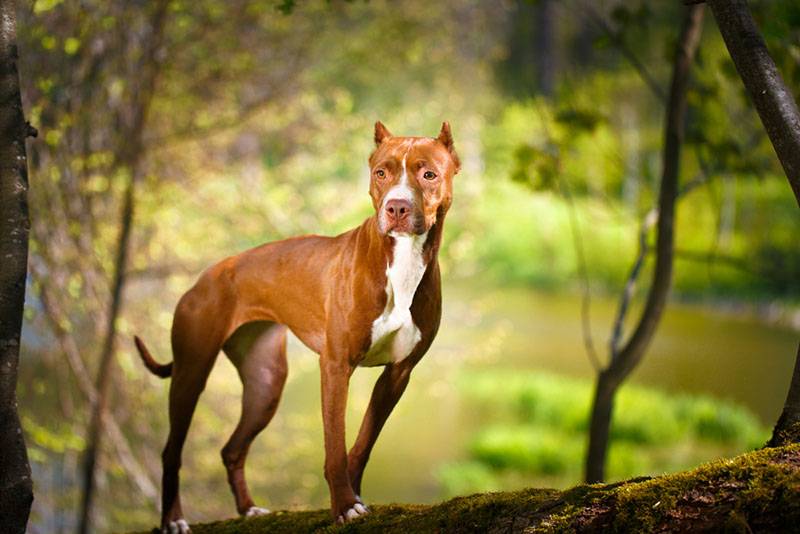 american pit bull in full growth in the forest