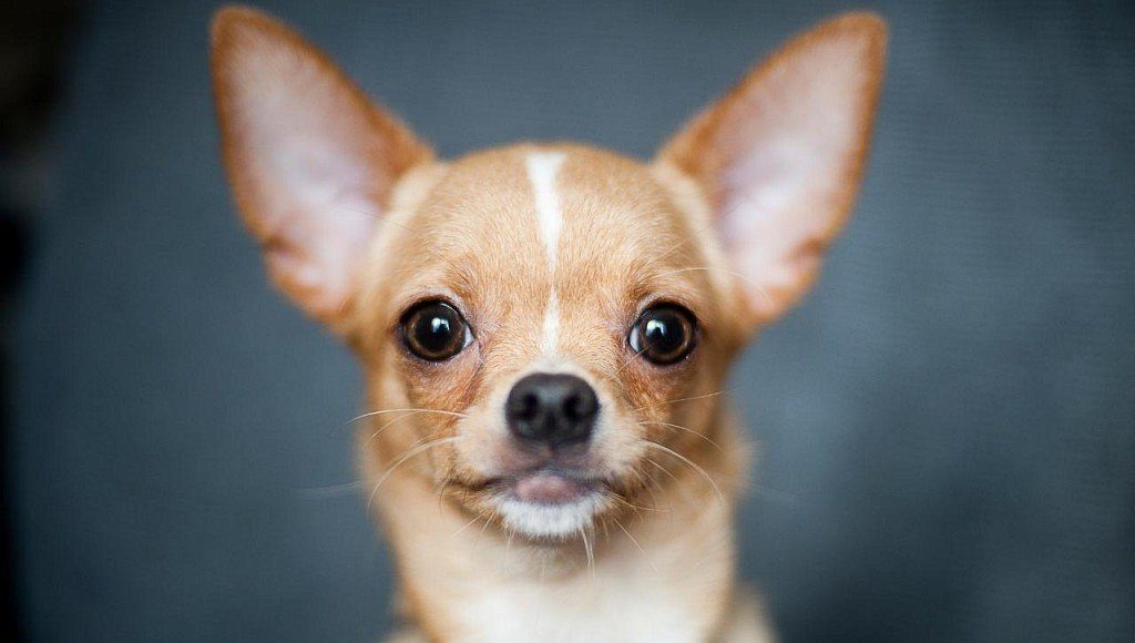 Chihuahua (razza canina)