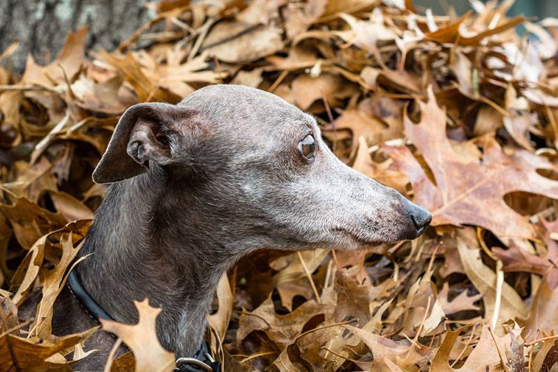 Greyhound (piccolo levriero italiano)