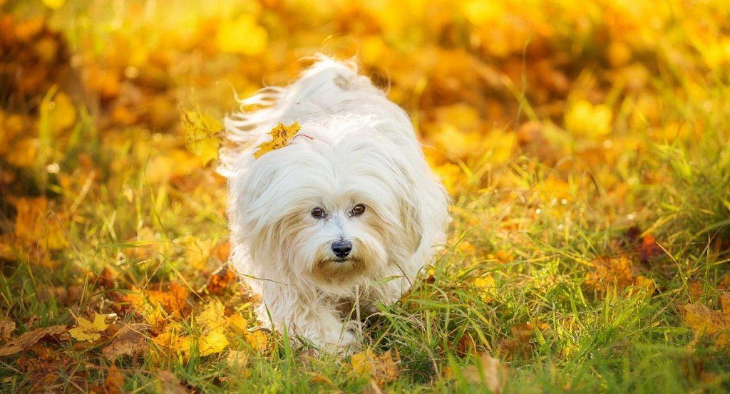 Maltese dog autumn