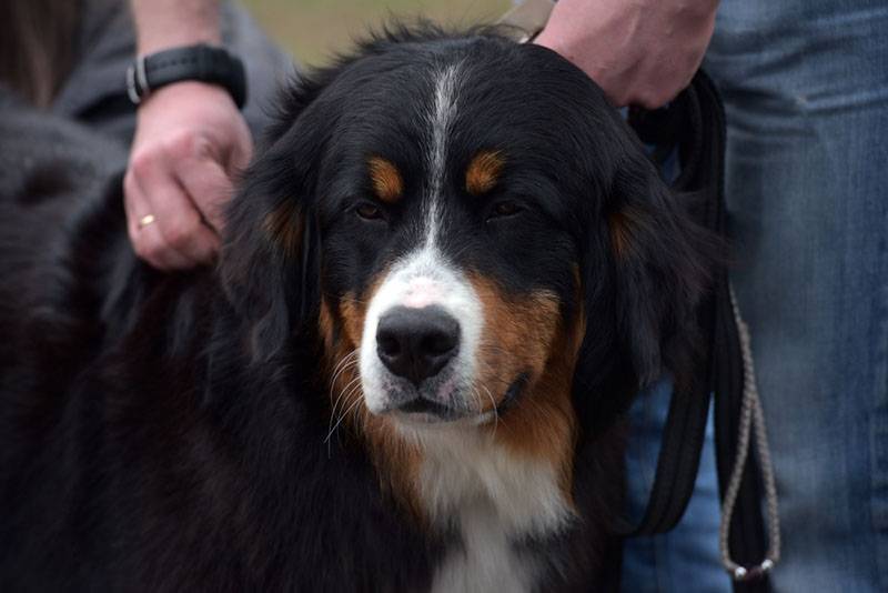 coat of the Bernese mountain dog - double