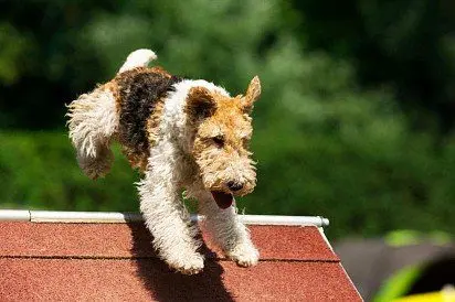 Fox Terrier training