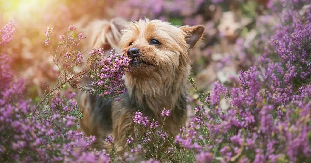 Yorkshire Terrier