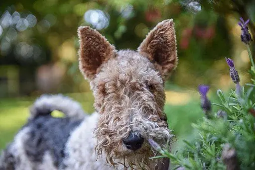 Fox Terrier