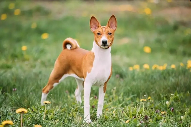 basenji photo