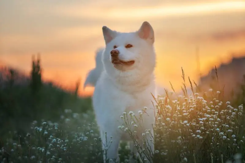 akita inu coat