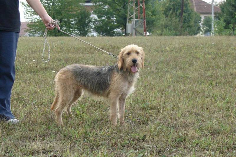 Bosnian Coarse Haired Hound playing