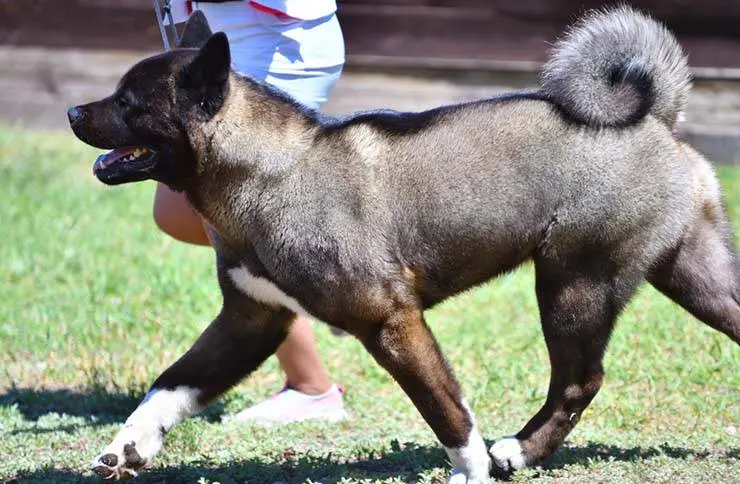 american akita training