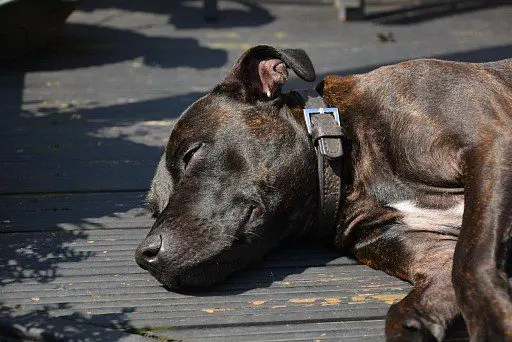 Staffordshire Bull Terrier