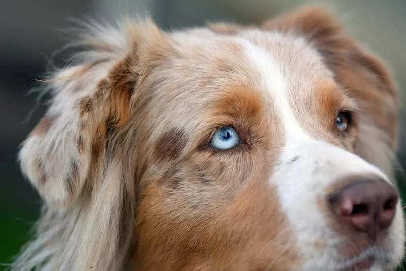 Aussie eye color can be blue