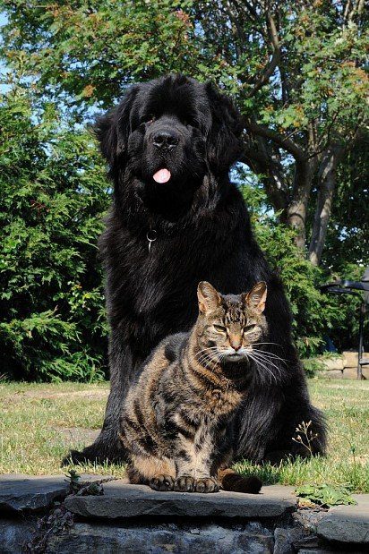 Newfoundland Dog with a cat