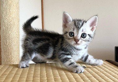 Small American Shorthair Kitten