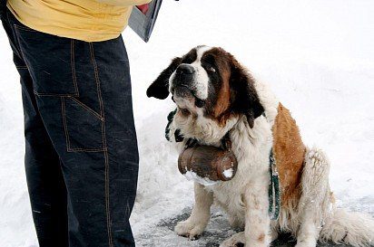 Do not delay with the training of St. Bernard!