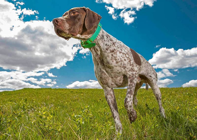 French Pointer