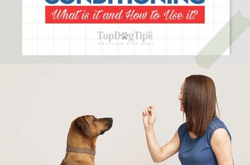 9 Benefits of Operant Dog Training