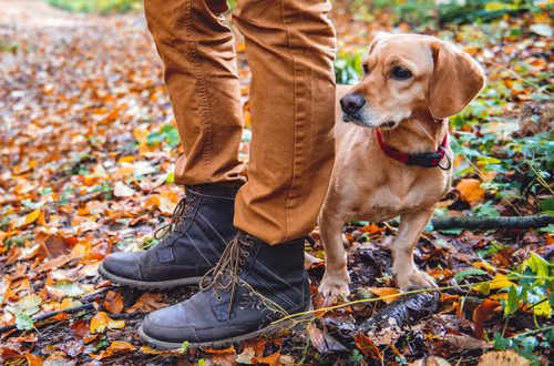 9 szabály az őszi kutyasétáltatáshoz