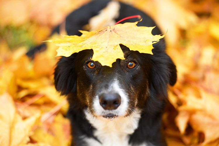 9 rules for autumn dog walks