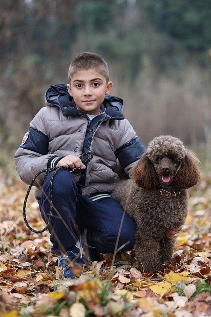 poodle with boy