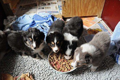 Puppies at the meal