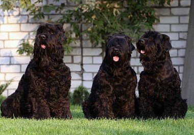 Black Russian Terriers