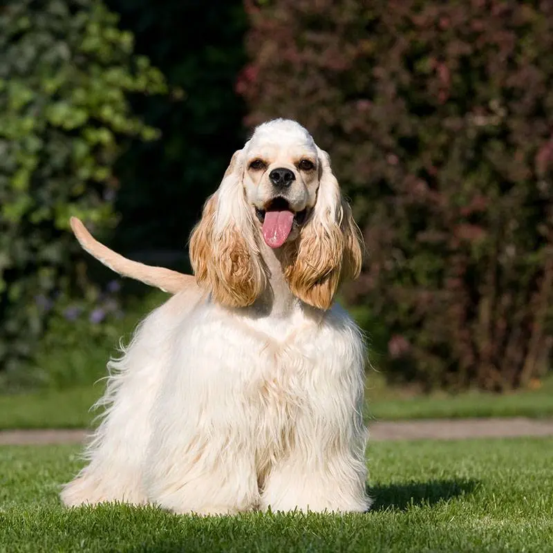 American Cocker Spaniel￼