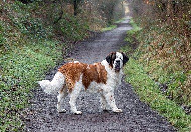 St. Bernard on a country road