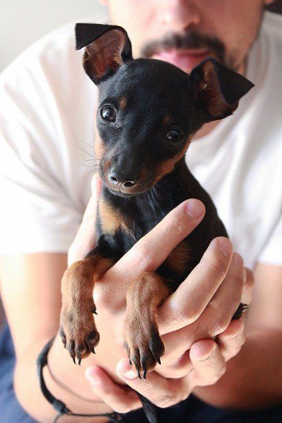 miniature pinscher puppy
