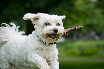 Maltese dog with a sticky