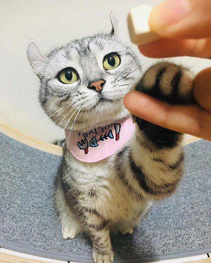 Give paw!