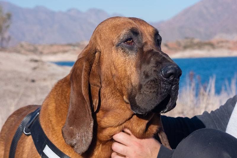 the owner pets the bloodhound
